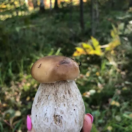 דירה With Sauna Ristiina