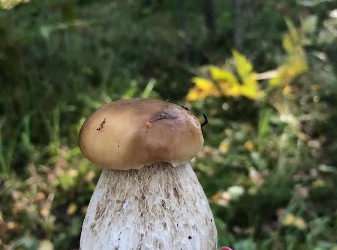 公寓 With Sauna Ristiina